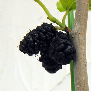 ʎ̕c/}x[iKjFgRt[c5|bg