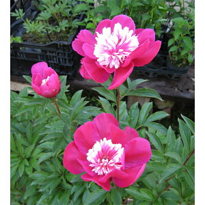 Ԃ̕c/VNNia䉖jFҁi悢܂j3.5|bg