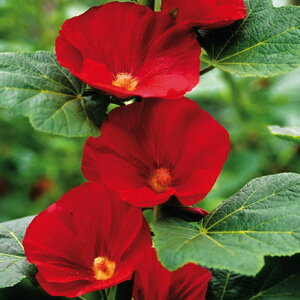 Ԃ̕c/AZAi^`AICjF}[Y}WbN3-3.5|bg2Zbg