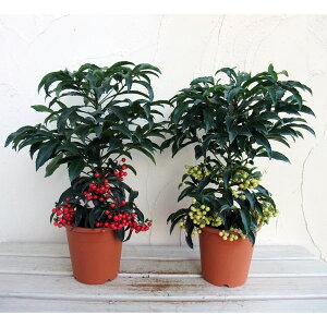 Ԗ ؂̕c/i}EjF5A@gZbg