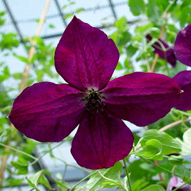 楽天市場 花 ガーデン Diy 種類 植物 クレマチス ヒイラギモクセイ の通販