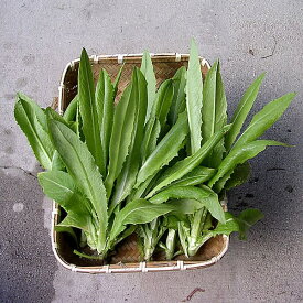 レタス：大葉油麦菜（ユーマーサイ）[野菜タネ]