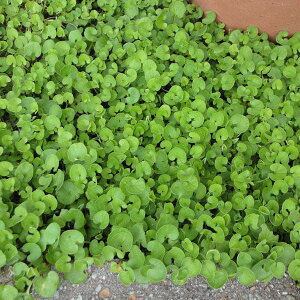 i킯jyL25N10z_CJhi_CRhjFΗt500g[^l]