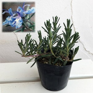 n[u̕c/[Y}[iقӂjFtH[^[u[3|bg