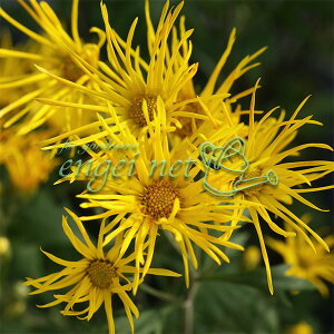 R쑐̕c/eF钎2.5`3|bg