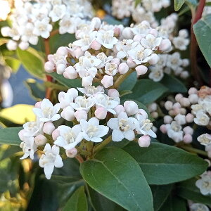 Ԗ ؂̕c/ro[iFeBkX@Cu vCX4.5|bg