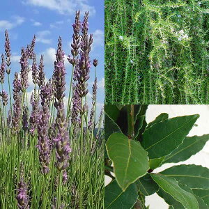 n[u̕c/n[u̒悯|vp3Zbgi[Y}[EjEx_[j