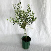 楽天市場】ルッカ オリーブ（植木｜ガーデニング・農業）：花 
