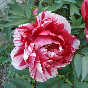 Ԗ ؂̕c/OiڂjFсi܂ɂj2`3Nc6|bg