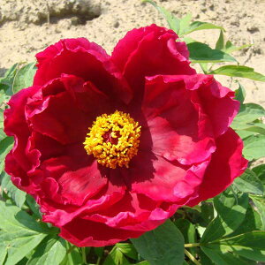 Ԗ ؂̕c/OiڂjFXEi񂲂j6|bg