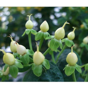 Ԗ ؂̕c/qyJFWG[p[ij3|bg