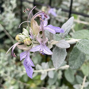 Ԗ ؂̕c/c[W[}_[3.5|bg2Zbg