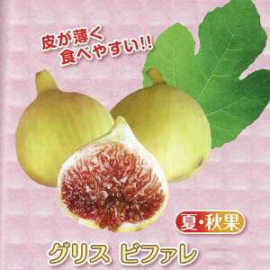 ʎ̕c/Á`~jC`WNFOXrt@3|bg