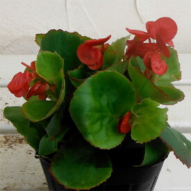 草花の苗/ベゴニアセンパフローレンス緑葉：レッド3号ポット 2株セット