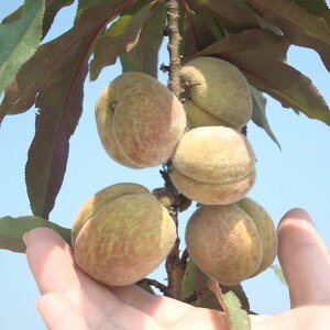 ʎ̕c/h[ts[`ijF{t@C[5|bg