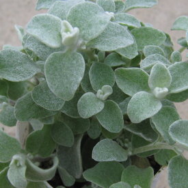 草花の苗/ヘリクリサム：ペティオラレ2.5号ポット2株セット