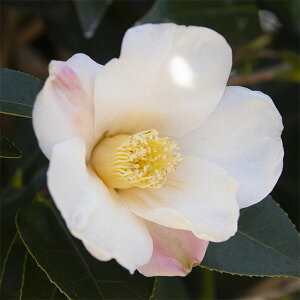 Ԗ ؂̕c/̏ցicoLjF֘̏iӂтj4|bg