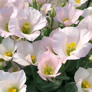 Ԃ̕c/gRMLEFVF[sN3|bg