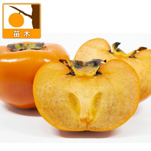 ʎ̕c/JLi`jFzLiEzEj4`5|bg