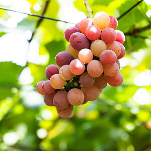 ʎ̕c/uhEFgɓixjCYj}ؕc4`5|bg