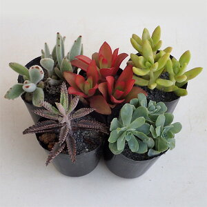 観葉植物/多肉植物ミックス2号ポット5株セット
