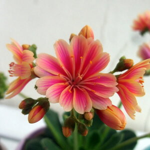 Ԃ̕c/ECVAFsNnoCJ[3.5A