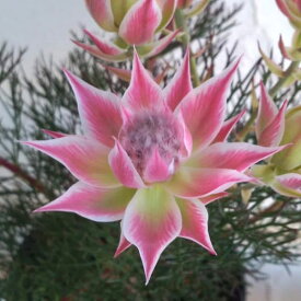 楽天市場 セルリア 花の通販