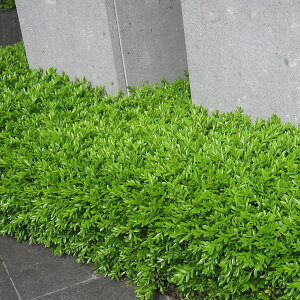 Ԗ ؂̕c/NTcQ4|bg 5Zbg