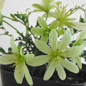 クレマチスの苗/クレマチス：ペトリエイ(ペトレイ)3-3.5号ポット