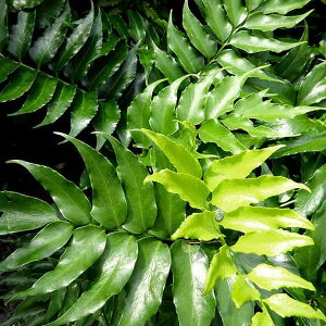 Ԃ̕c/V_FIju\eciIjV_j5|bg