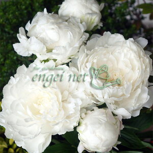 Ԃ̕c/VNNi䉖jFPiVLqj6|bg