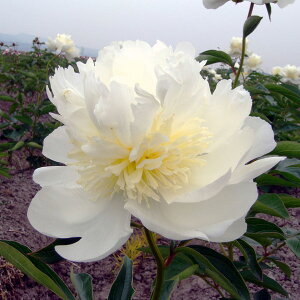 Ԃ̕c/VNNi䉖jFuC_ACVO4|bg