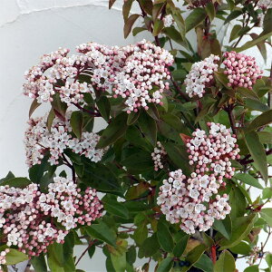 Ԗ ؂̕c/ro[iFeBkX5|bg*