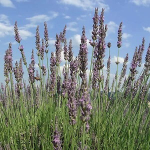 n[u̕c/x_[FoW Ob\3-3.5|bg