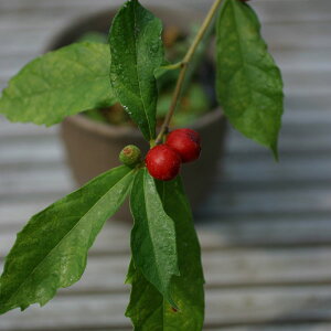 R쑐̕c/CkrFKrTCkriRfj2.5-3|bg