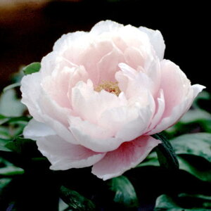 Ԗ ؂̕c/OiڂjFʕui܂ӂ悤j3Nc6|bg