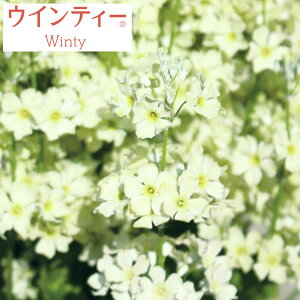 Ԃ̕c/TN\EFECeB[CO[3.5|bg