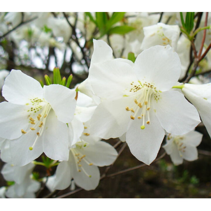 楽天市場】花木 庭木の苗/ツツジ：ゴヨウツツジ（シロヤシオ）根巻き 