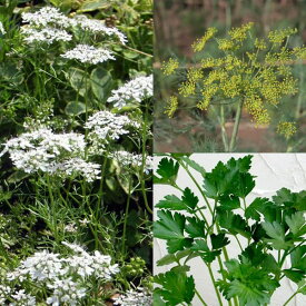 ハーブの苗/お料理ハーブ3種セット（イタリアンパセリ・ディル・コリアンダー）