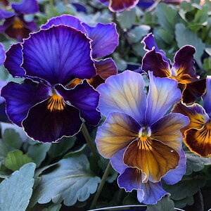 Ԃ̕c/rIFtA[u[3|bg 12Zbg