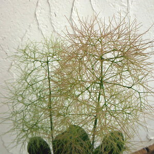 Ԗ ؂̕c/X[Nc[FO[t@Ee4.5|bg