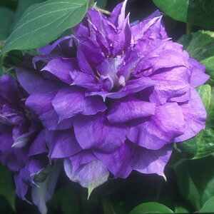 N}`X̕c/N}`XFtVXJE}[4|bgidEpeXnjk