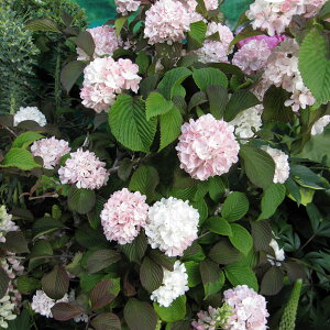 植木 盆栽 オオデマリの通販 価格比較 価格 Com