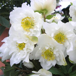 NX}X[YF*_ut@^W[4.5|bg