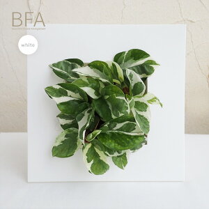 観葉植物/フォトフレームタイプ鉢カバーBFA(ホワイト)&ポトス・エンジョイ
