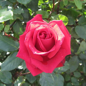 o̕c/nCubheB[FNX` fBI[c