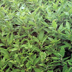 Ԗ ؂̕c/IJUT3藧4|bg20Zbg