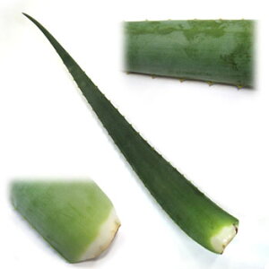 苗 アロエベラの人気商品 通販 価格比較 価格 Com