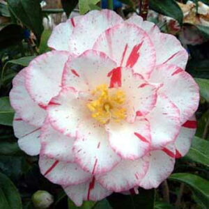 �Ԗ� ��؂̕c/�c�o�L�i�ցj�F�v�����Z�X��q4.5���|�b�g