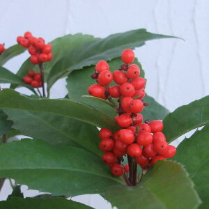 Ԗ ؂̕c/痼iZEjFԎ4.5`5A